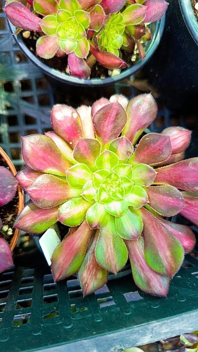 Siracactus-Succulente-Aeonium-zifhu-korean.jpg