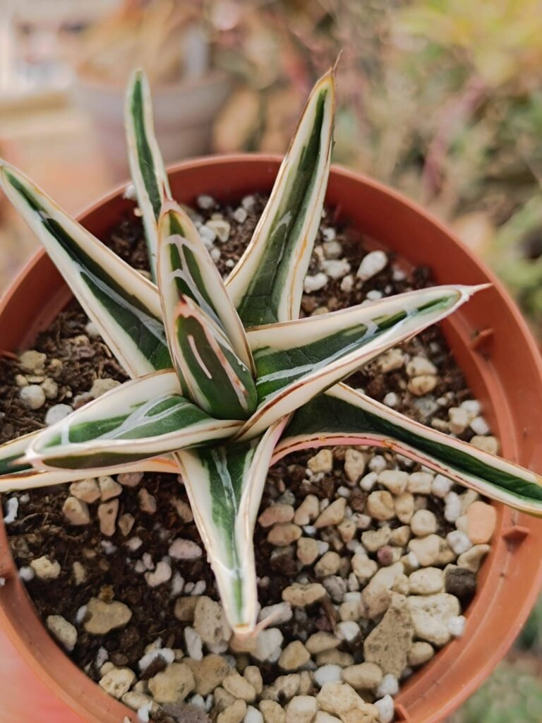 Siracactus-Succulente-Agave-Agave-White-Rhino.jpg