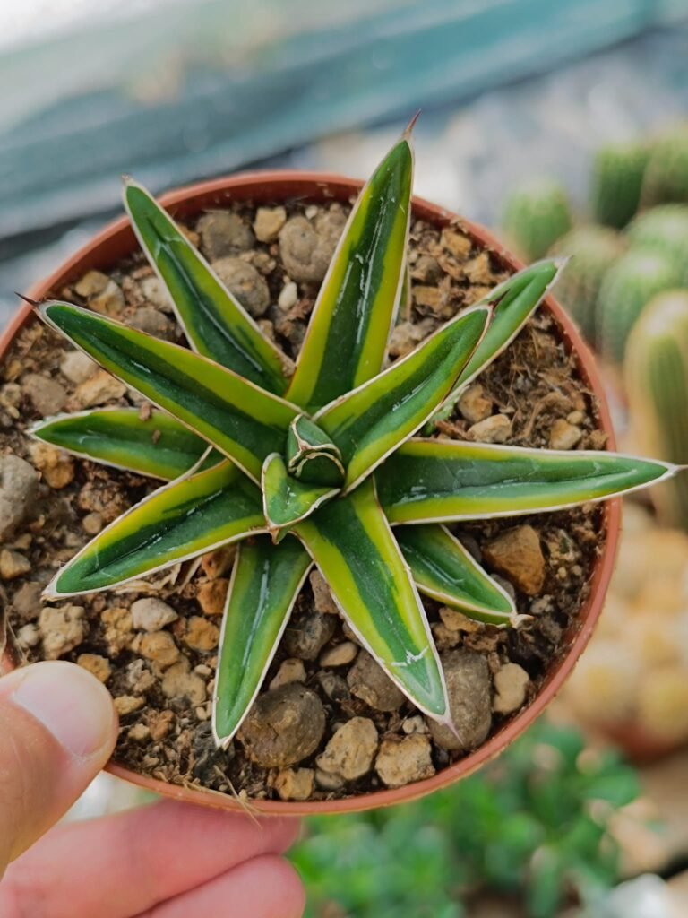 Siracactus-Succulente-Agave-Agave-regina-Victoria-variegata-cv-kazo-bana.jpg