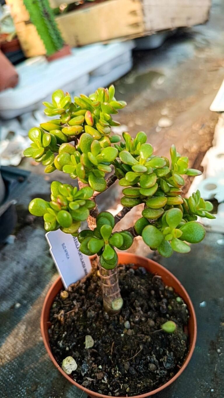 Siracactus-Succulente-Alberello-Bonsai-portulacaria-minor.jpg