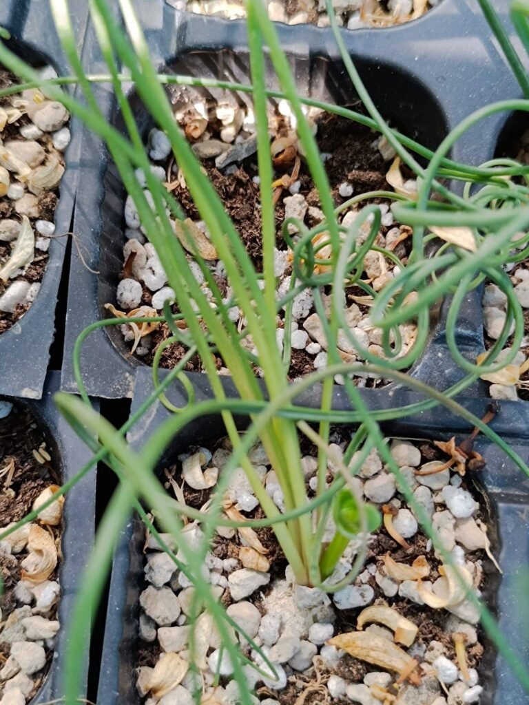 Siracactus-Succulente-Albuca-spiralis.jpg