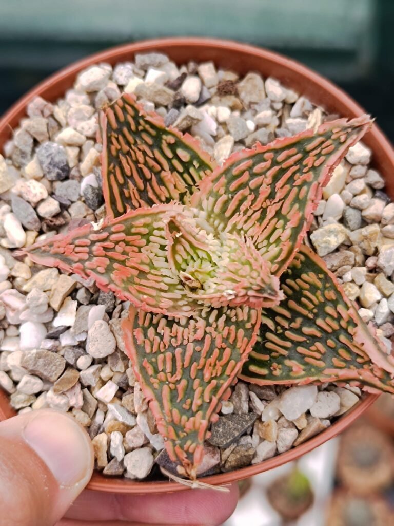 Siracactus-Succulente-Aloe-Hybrid-Christmas-Carol-harlequin.jpg