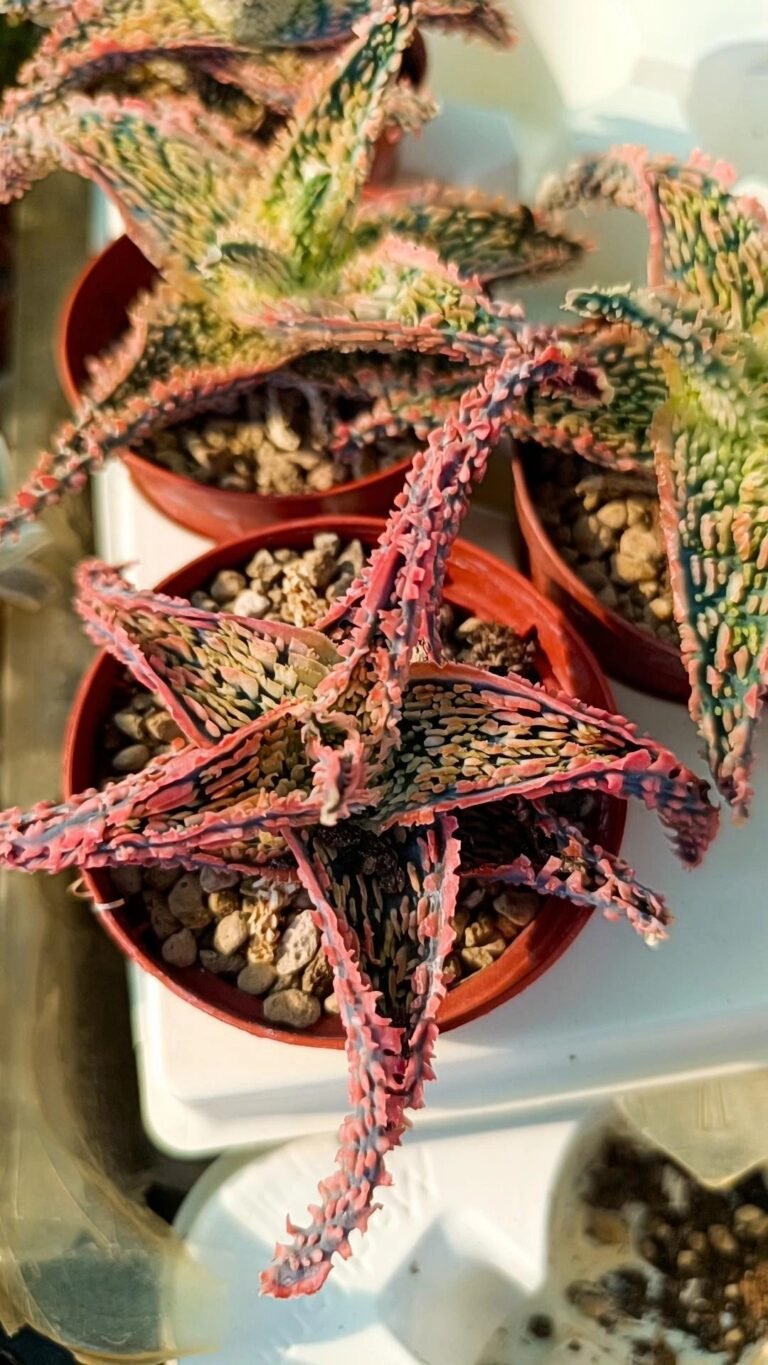 Siracactus-Succulente-Aloe-TCT-Hybrid-rosa.jpg