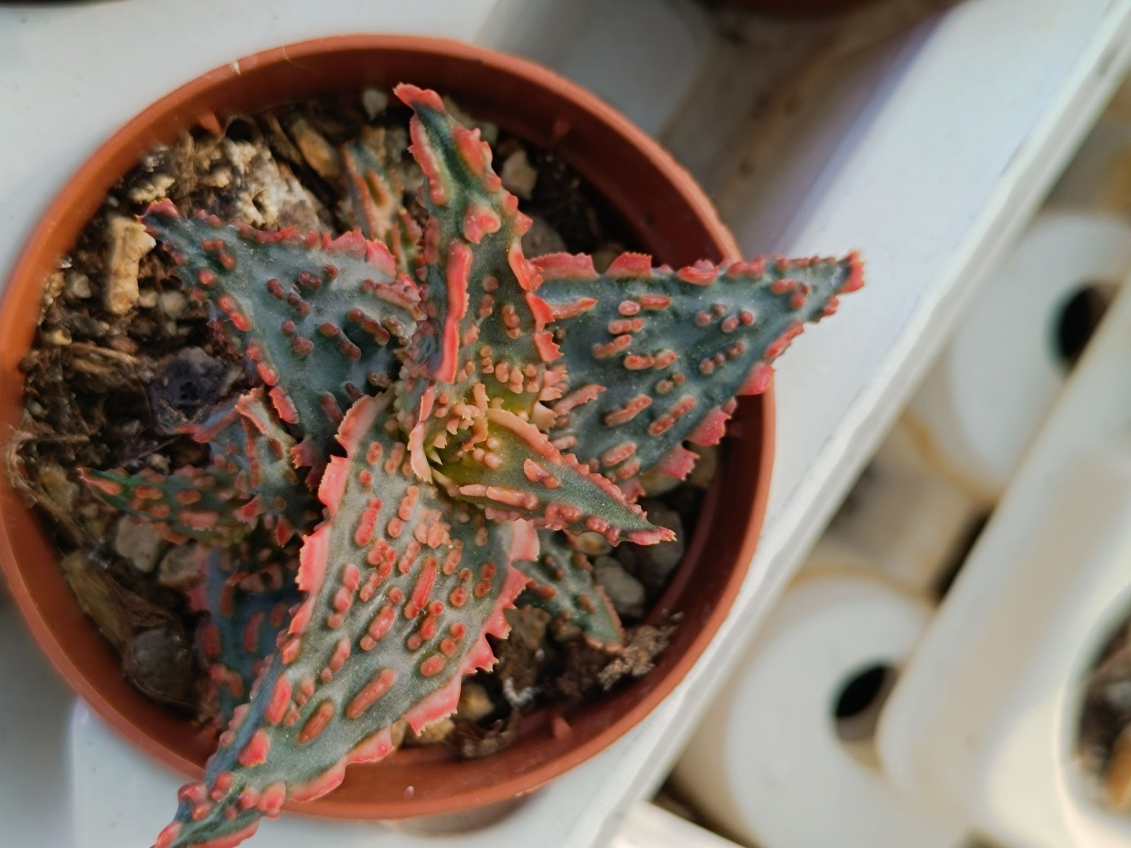 Siracactus-Succulente-Aloe-TCT-Hybrid.jpg