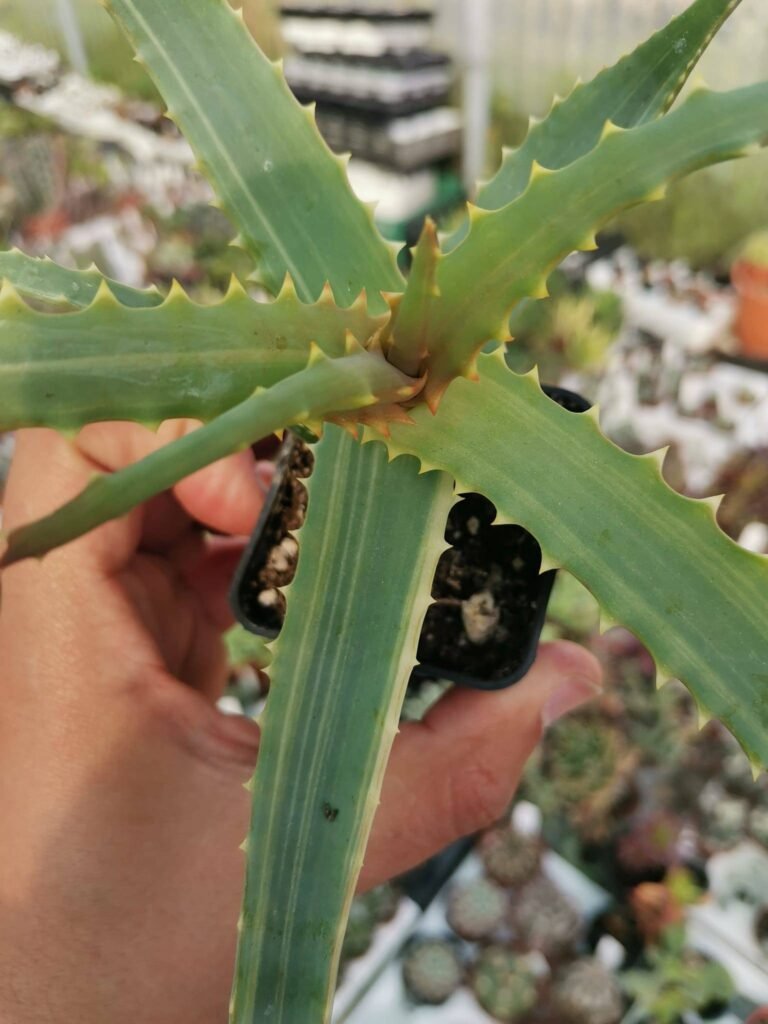 Siracactus-Succulente-Aloe-arborescens-variegata.jpg