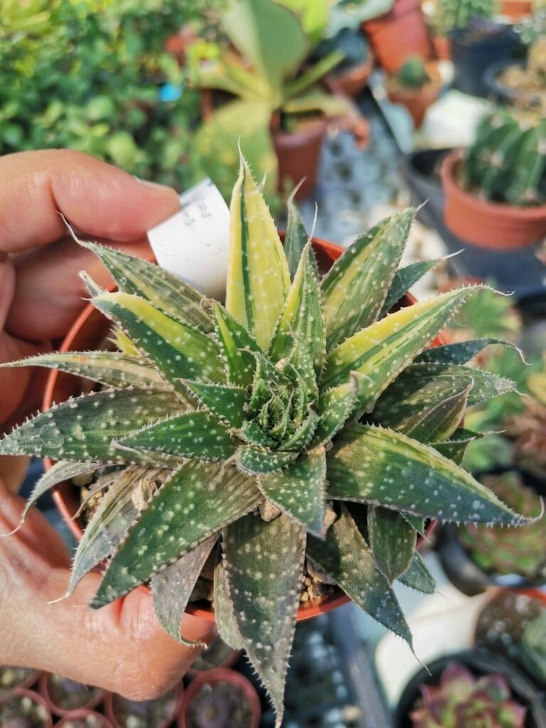 Siracactus-Succulente-Aloe-aristata-variegata-3.jpg