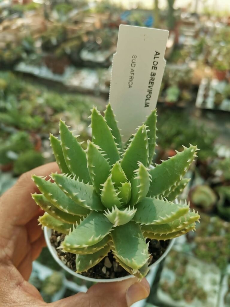 Siracactus-Succulente-Aloe-brevifolia.jpg