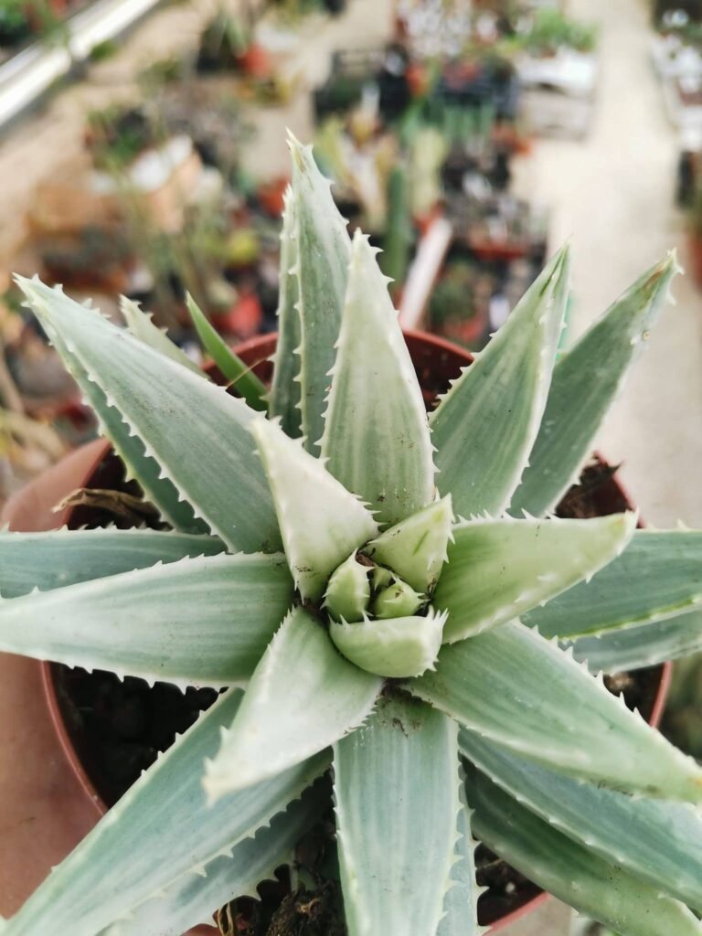 Siracactus-Succulente-Aloe-brevifolia-variegata.jpg