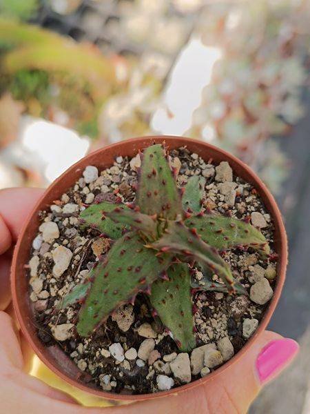 Siracactus-Succulente-Aloe-castilloniae-original.jpg