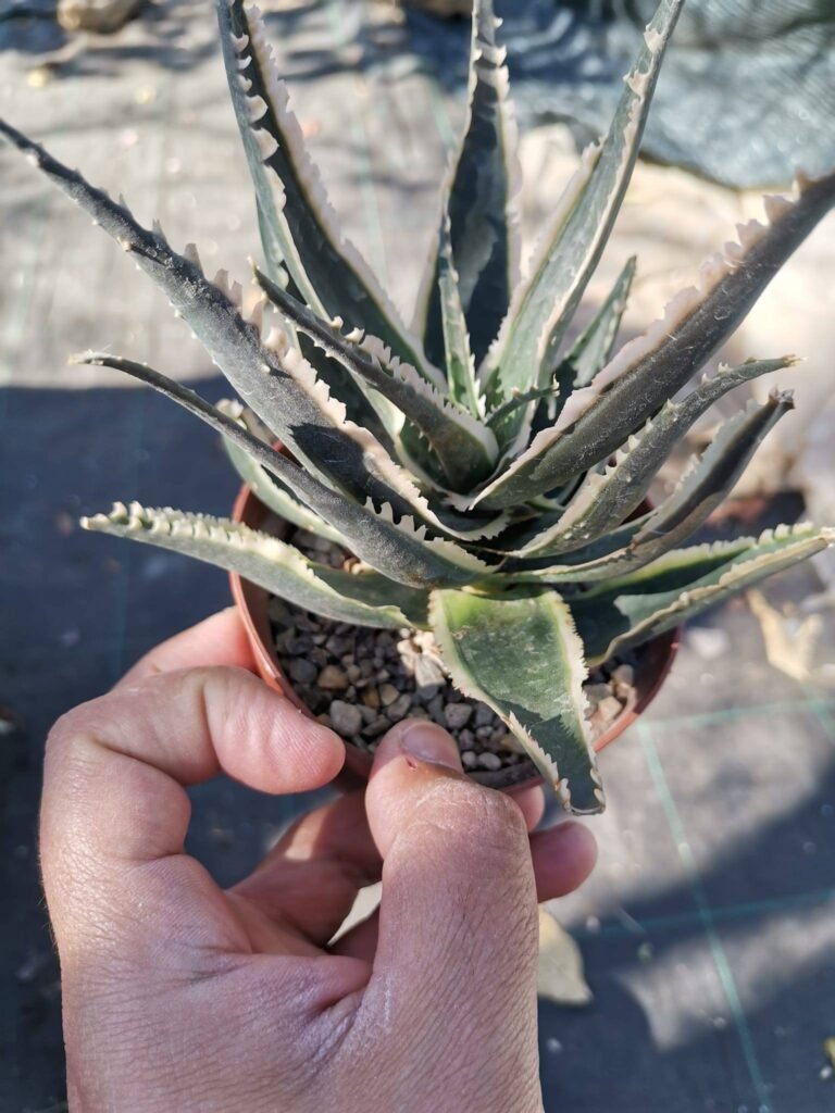 Siracactus-Succulente-Aloe-cv.-shark-teeth.jpg