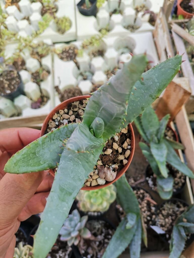 Siracactus-Succulente-Aloe-ferox-2-1.jpg