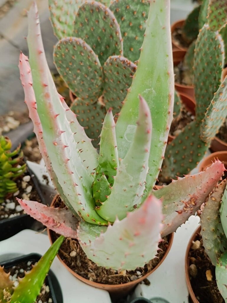 Siracactus-Succulente-Aloe-ferox-4.jpg