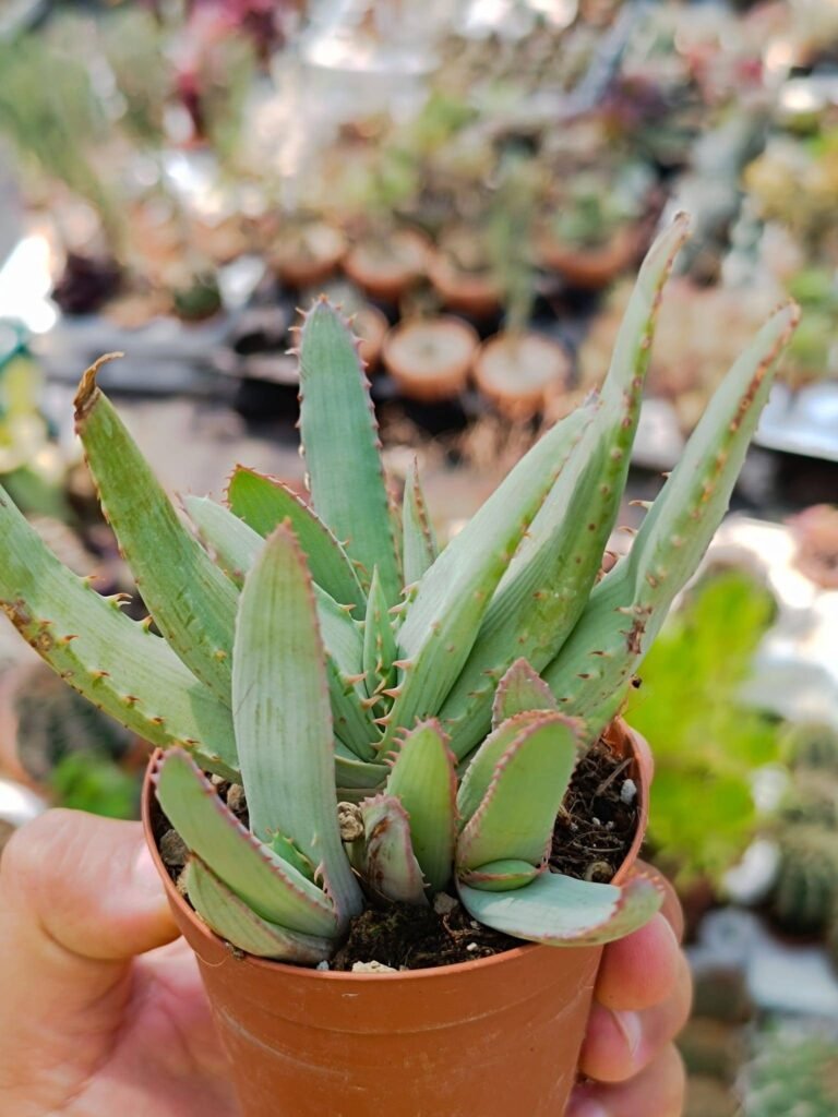 Siracactus-Succulente-Aloe-glauca.jpg