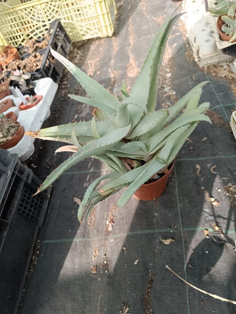 Siracactus-Succulente-Aloe-glauca-accestite.jpg