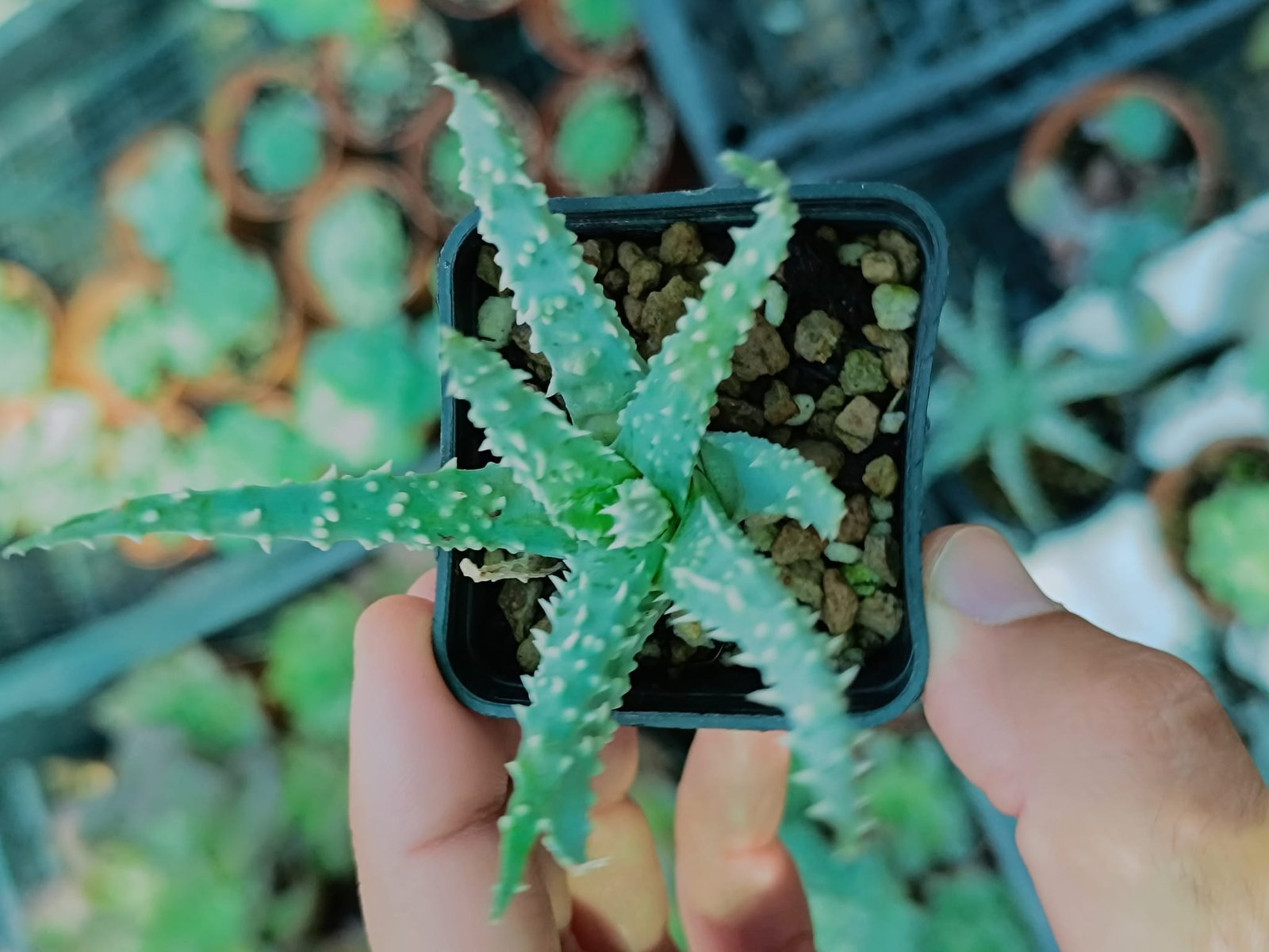 Siracactus-Succulente-Aloe-humilis-x-pratensis-2.jpg