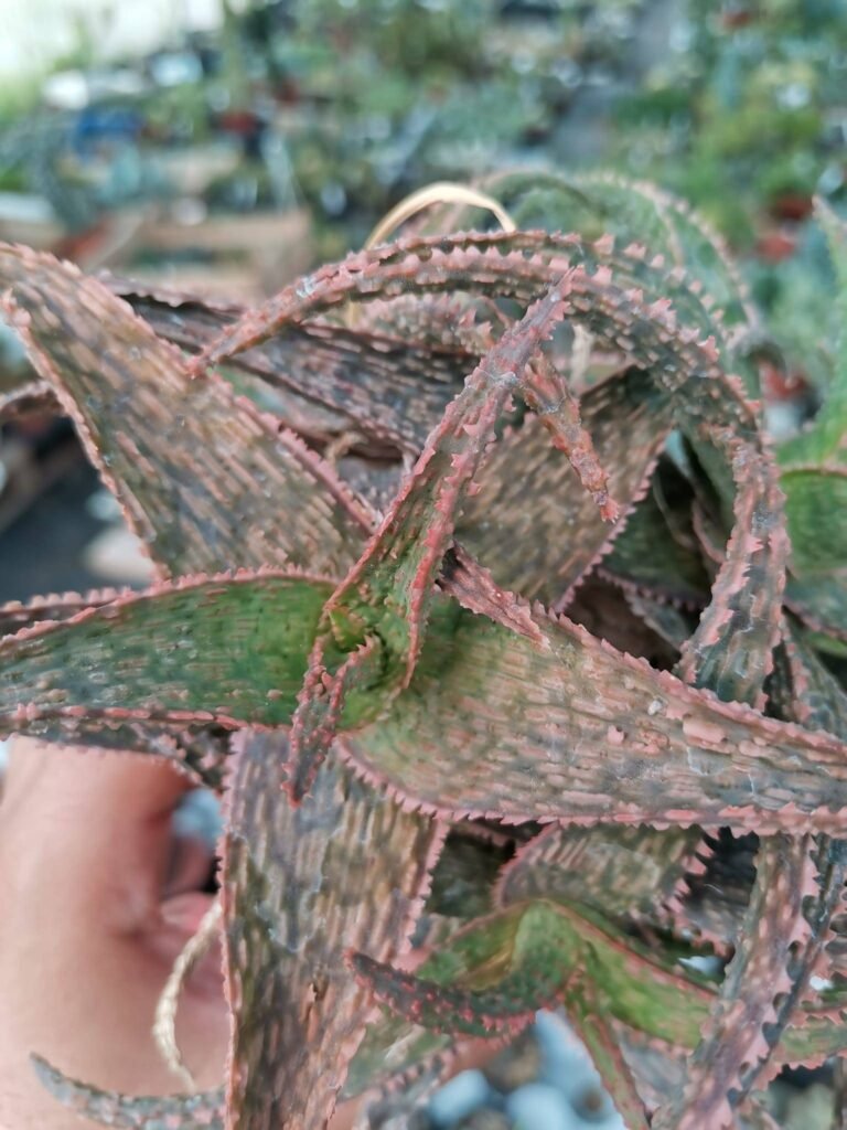 Siracactus-Succulente-Aloe-hybrid-accestite.jpg