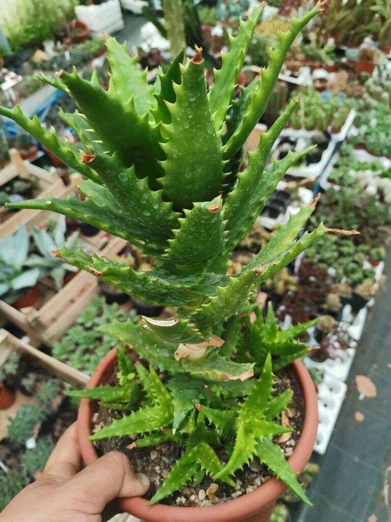 Siracactus-Succulente-Aloe-morogoroensis-1.jpg