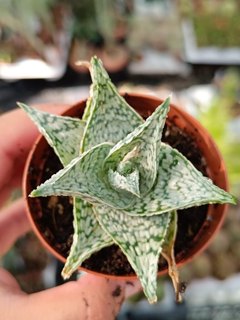 Siracactus-Succulente-Aloe-somaliensis-Hybrid.jpg