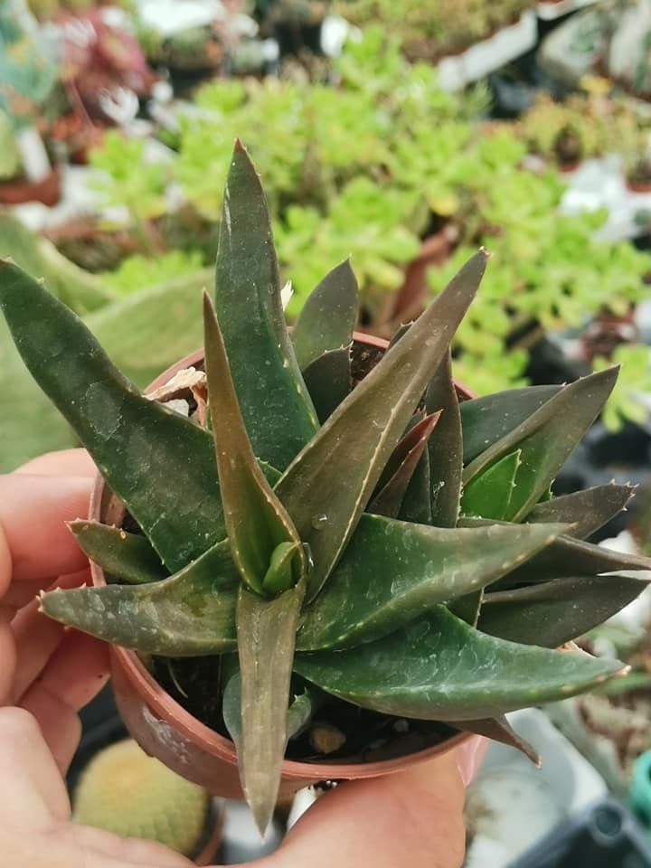 Siracactus-Succulente-Aloe-sp-accestita-1.jpg