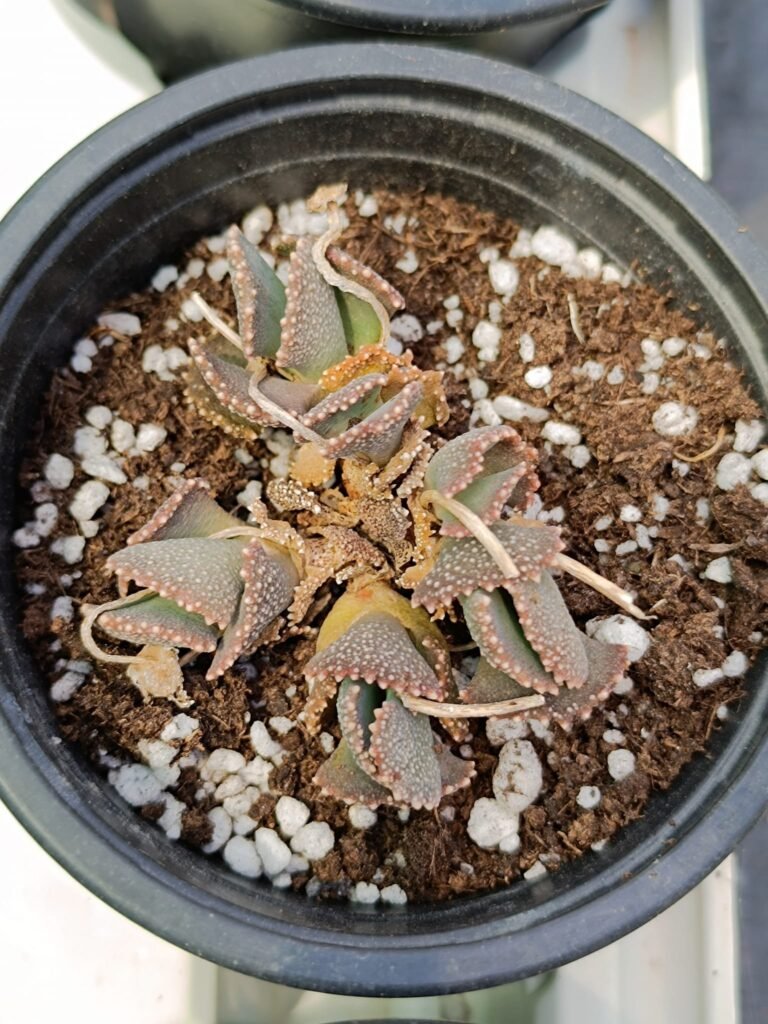 Siracactus-Succulente-Aloinopsis-malherbe.jpg
