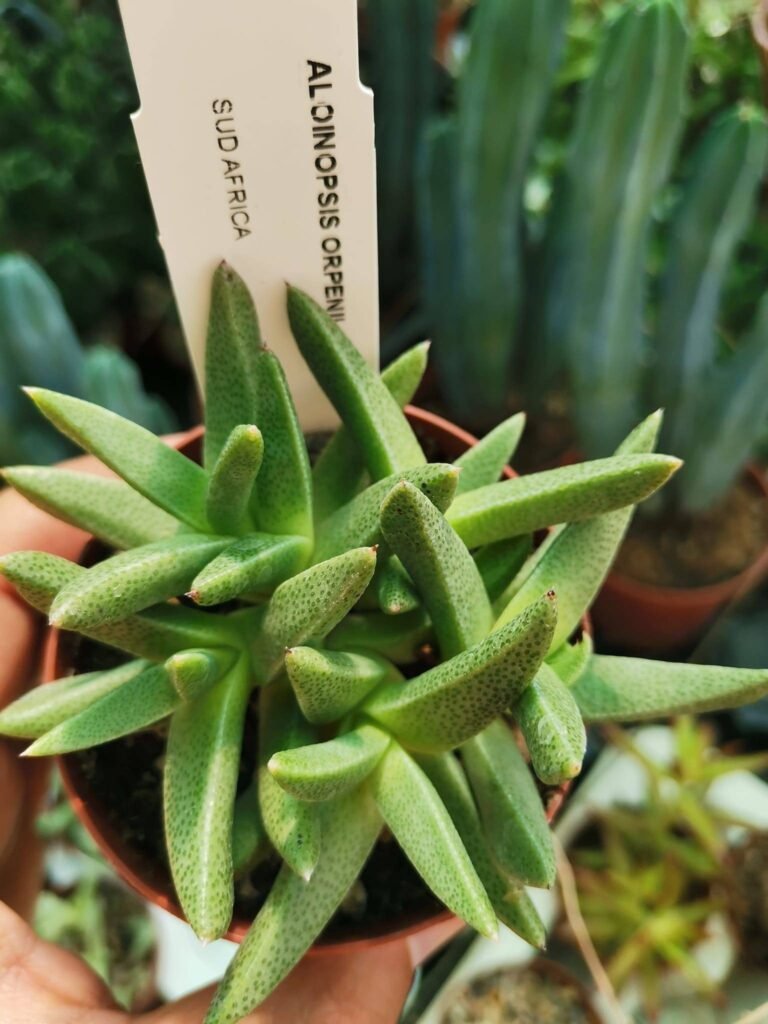 Siracactus-Succulente-Aloinopsis-orpenii.jpg