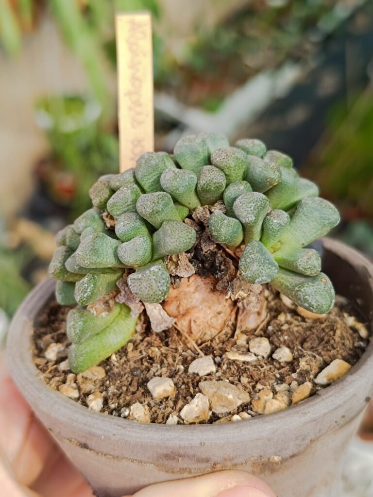 Siracactus-Succulente-Aloinopsis-schooneesii-6.jpg