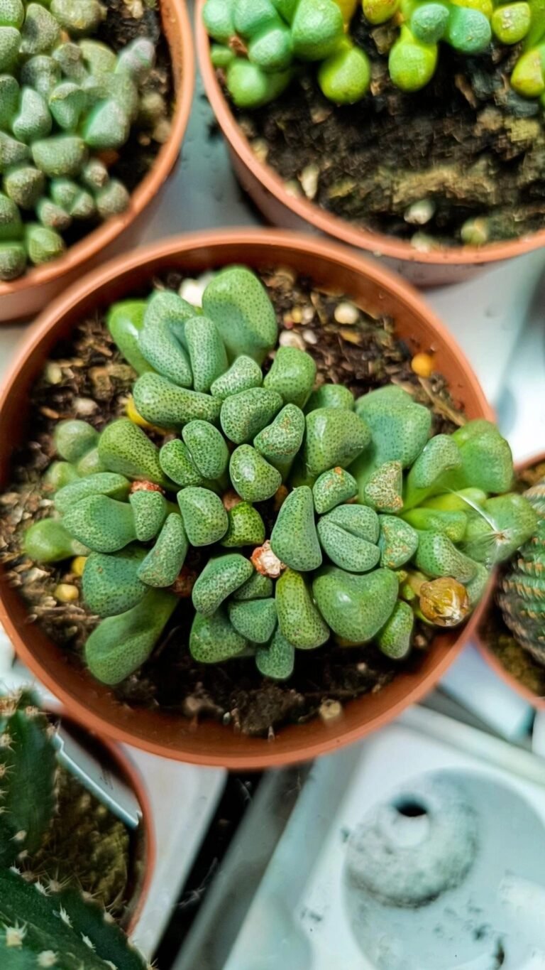 Siracactus-Succulente-Aloinopsis-schoonesii.jpg