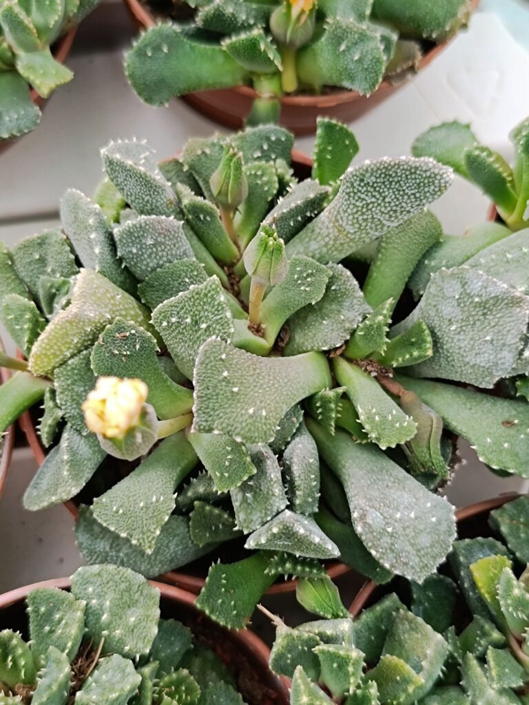 Siracactus-Succulente-Aloinopsis-setifera.jpg