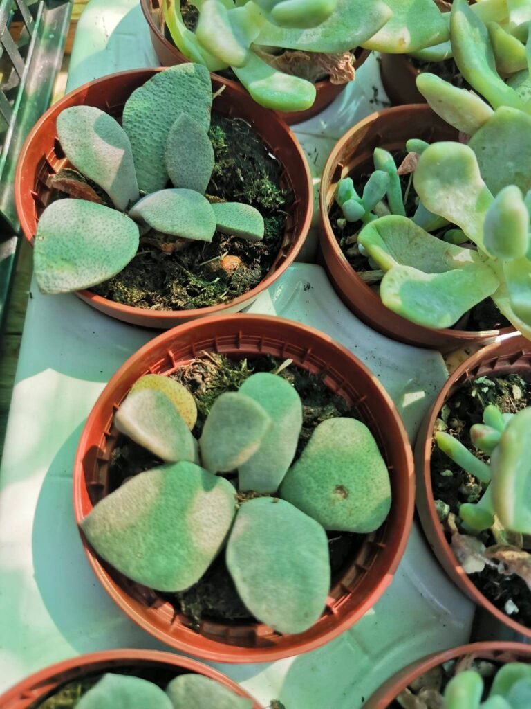 Siracactus-Succulente-Aloinopsis-thudichumii.jpg