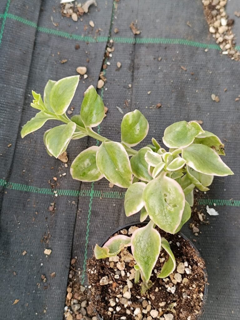 Siracactus-Succulente-Aptenia-cordifolia-variegata-1.jpg
