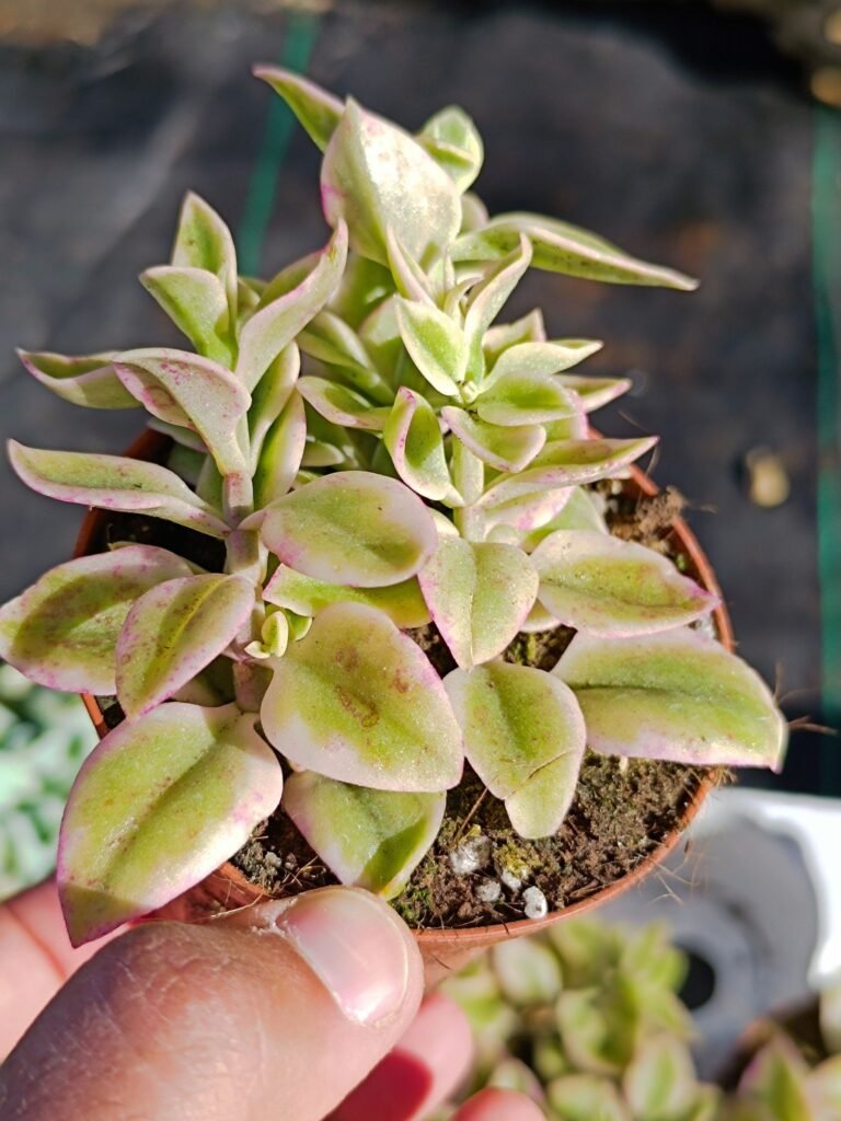 Siracactus-Succulente-Aptenia-cordifolia-variegata-5.jpg