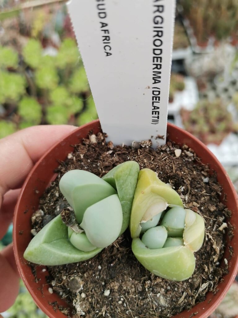 Siracactus-Succulente-Argyroderma-delaetii.jpg