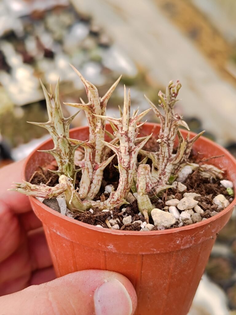 Siracactus-Succulente-Asclepiadaceae-Orbea-decaisneana.jpg