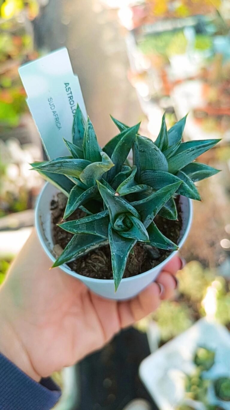 Siracactus-Succulente-Astroloba-rubra-accestita.jpg