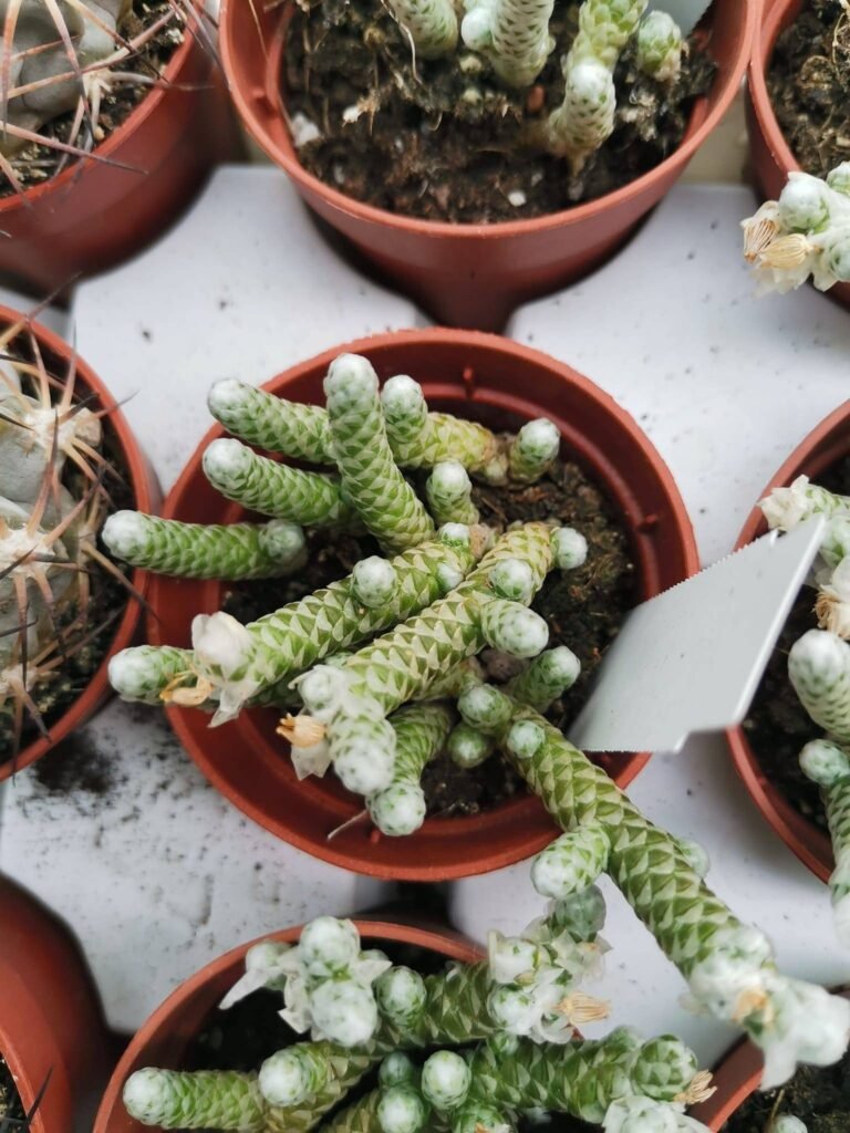 Siracactus-Succulente-Avonia-Grisea.jpg