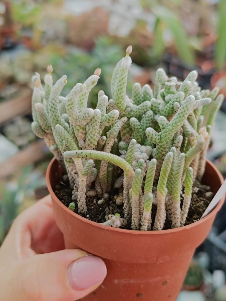 Siracactus-Succulente-Avonia-albissima-1.jpg