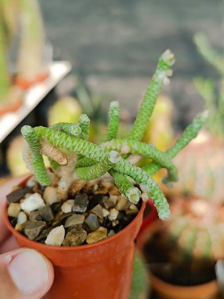 Siracactus-Succulente-Avonia-albissima.jpg