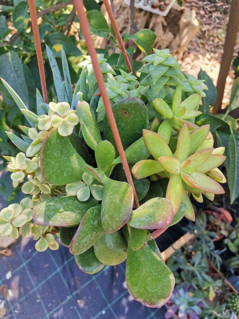 Siracactus-Succulente-Basket-mix.jpg