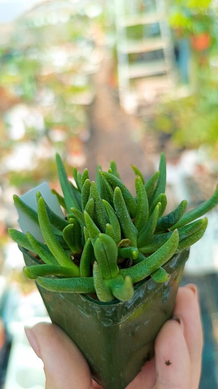 Siracactus-Succulente-Bergeranthus-multiceps.jpg