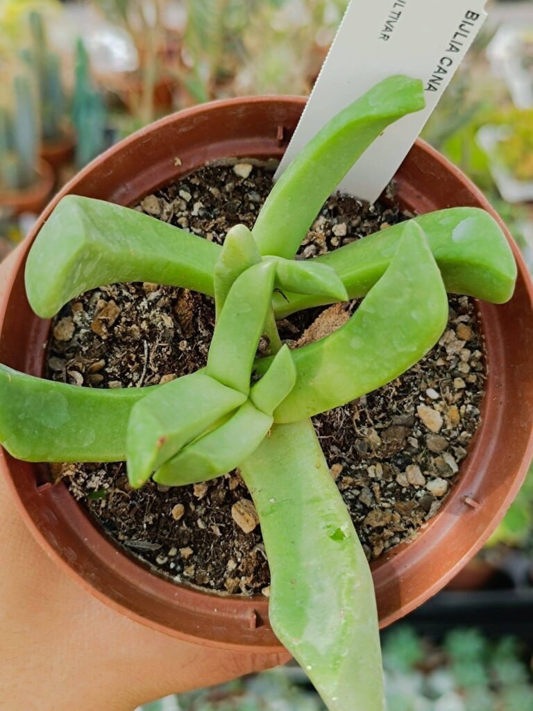 Siracactus-Succulente-Bijlia-Cana.jpg