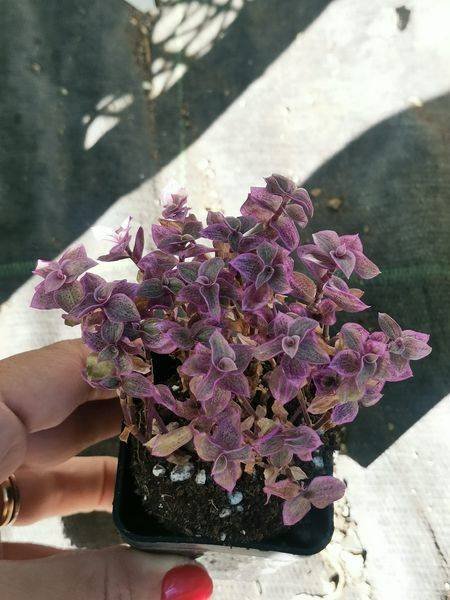 Siracactus-Succulente-Callisia-repens-variegata-1.jpg