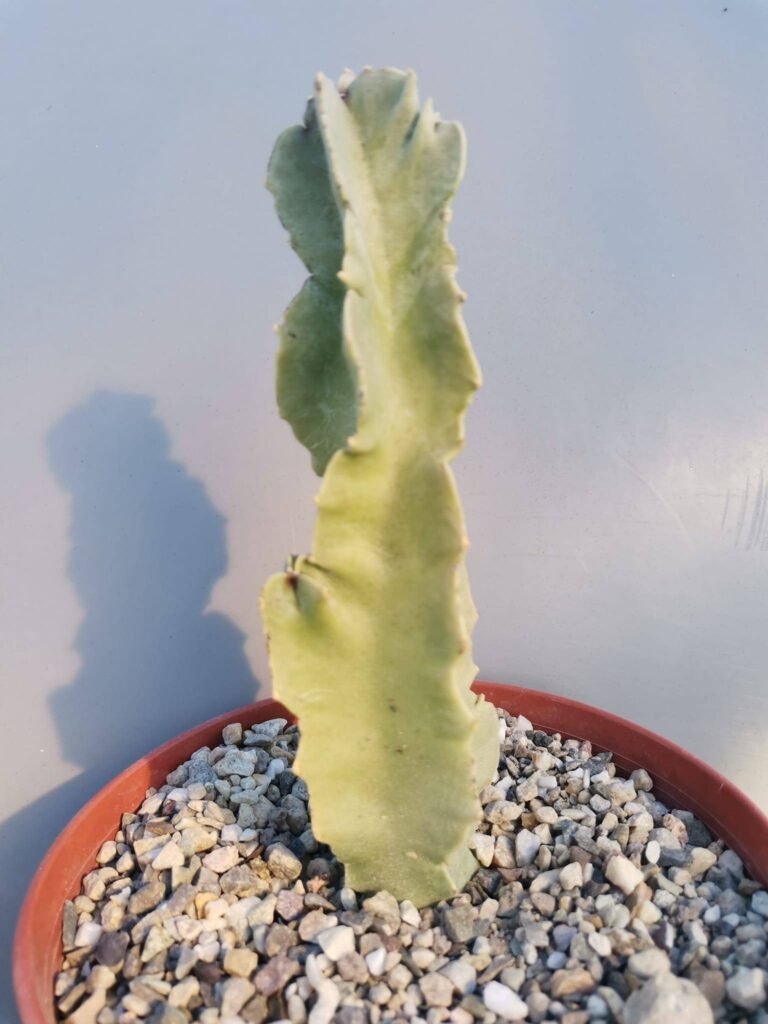 Siracactus-Succulente-Caralluma-acutangula-XL.jpg