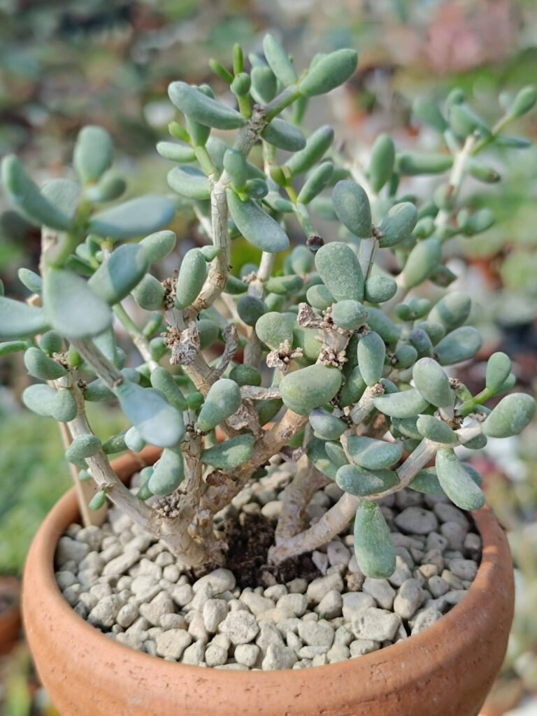 Siracactus-Succulente-Ceraria-pygmaea-1.jpg