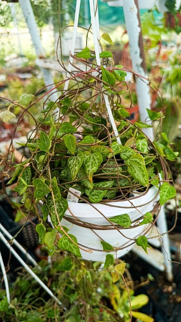 Siracactus-Succulente-Ceropegia-linearis-subsp-woodii.jpg