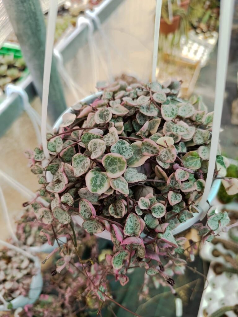 Siracactus-Succulente-Ceropegia-woodii-variegata.jpg