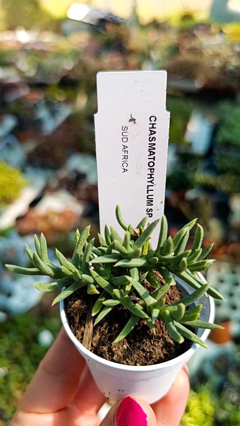 Siracactus-Succulente-Chasmatophyllum-SP.jpg