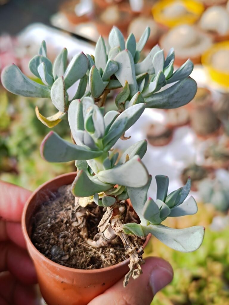 Siracactus-Succulente-Cheiridopsis-SP.jpg