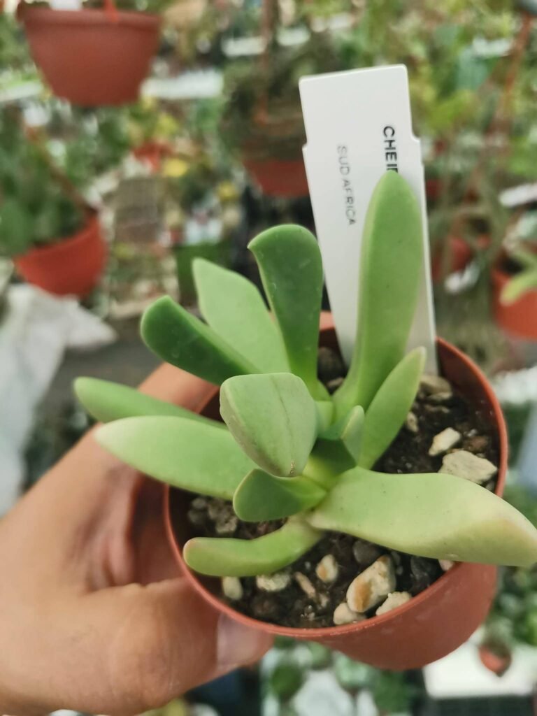Siracactus-Succulente-Cheiridopsis-borealis.jpg