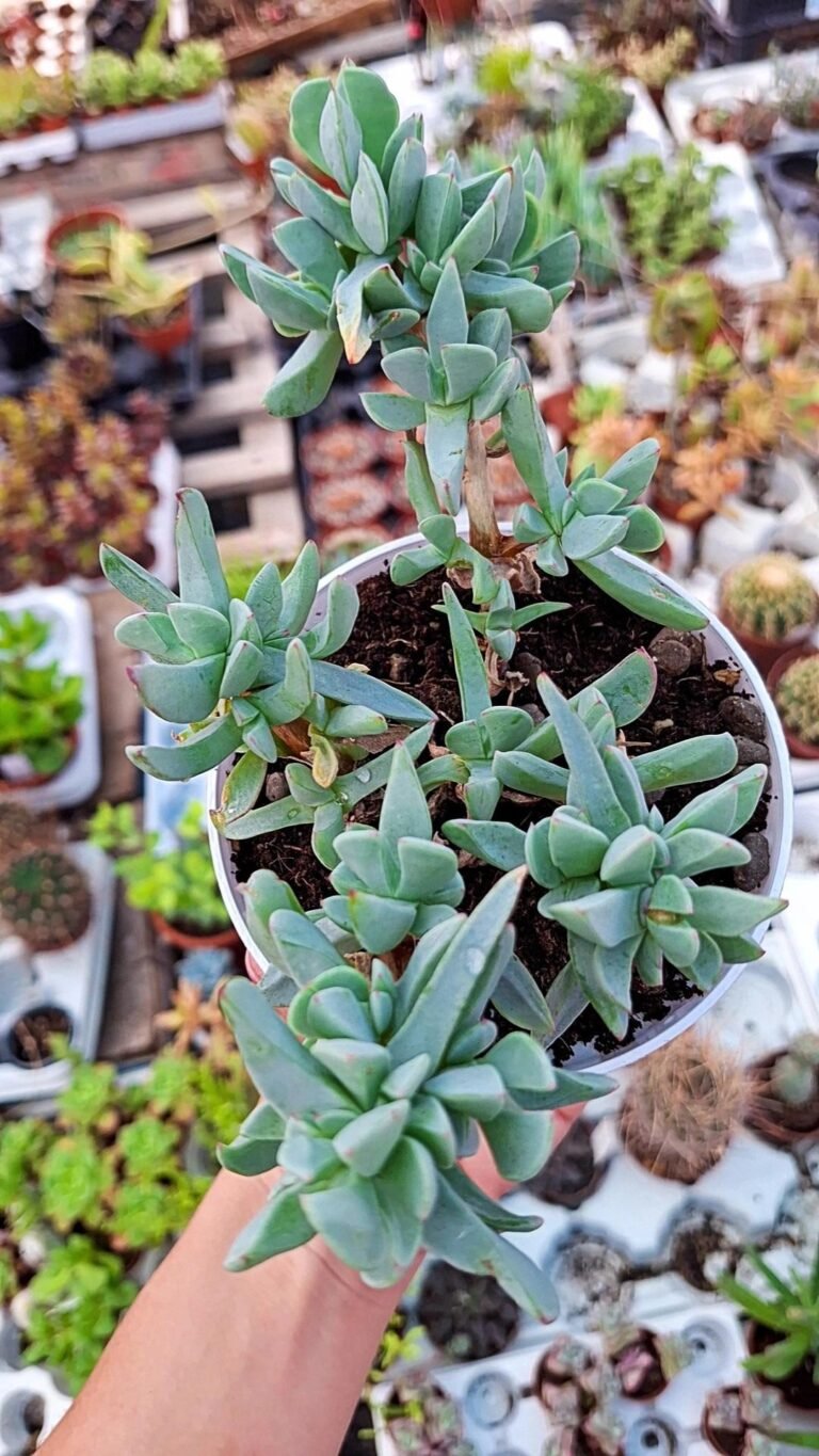 Siracactus-Succulente-Cheridopsis-sp.jpg