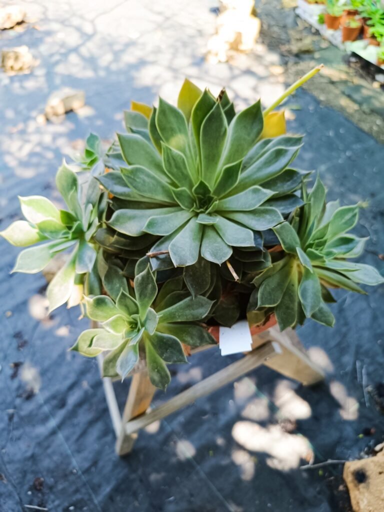 Siracactus-Succulente-Ciotolona-mensa-accestita-big-size.jpg